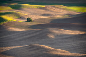 The Palouse May 2019