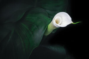 Calla Lily