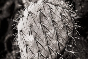 Prickly