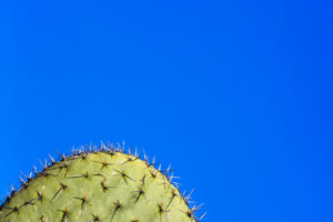 Negative Space with Cactus