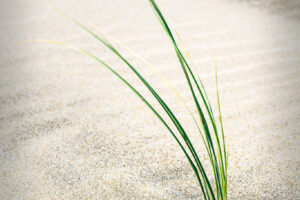 Seagrass II