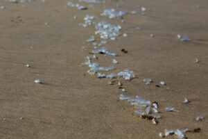 Velella