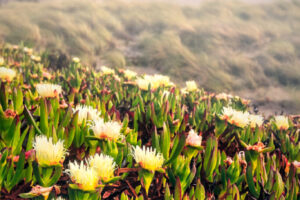 Ice Plant in Fog