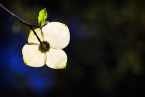 Glowing Dogwood II