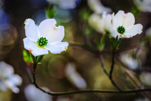 Dogwoods