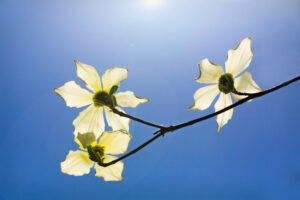 Dogwoods in the Sunlight