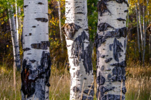 Aspens I