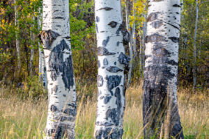 Aspens II