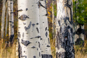 Aspens III