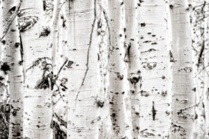 Black & White Aspens I