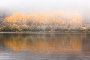 Aspens in Fog