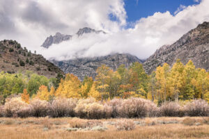 Aspens and Clearing Storm