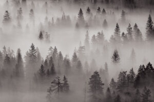 Trees in the Mist I