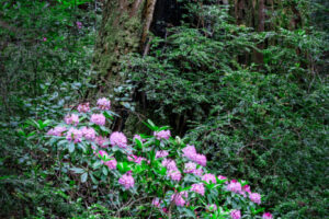 Rhododendrons