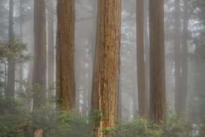 Redwoods in the Mist