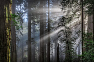 Light Rays III