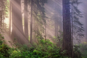 Redwoods in Morning Mist