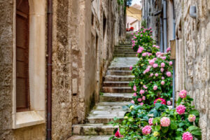 Korčula Hydrangeas