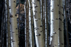 Aspens