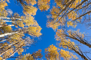 Towering Aspens