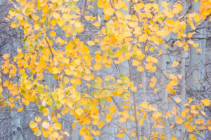 Aspens in the Mist