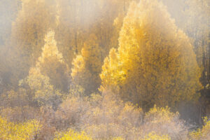 Aspens I