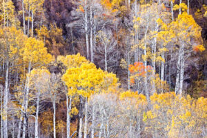 Aspens II