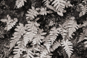 Ferns