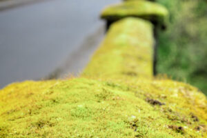 Moss