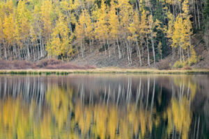 Aspen Reflections