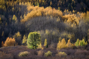 Backlit Aspens I