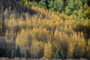 Backlit Aspens II