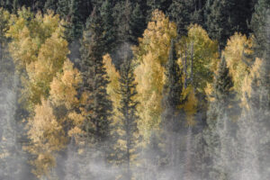 Aspens in the Mist