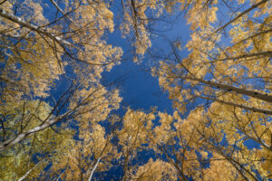 Aspens and Sky