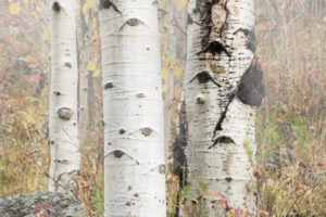 Aspens in the Mist II