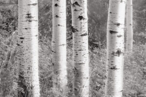 Aspens in the Mist III