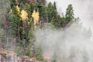 Aspens in the Mist IV