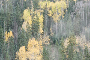 Aspens in the Mist V