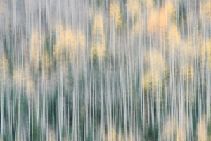 Aspen Impressionism