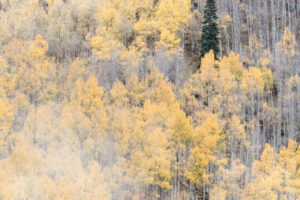 Aspens in the Mist VI