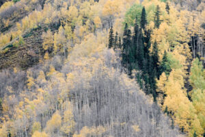 Aspens