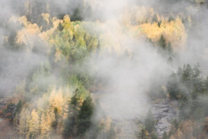 Aspens in the Mist VII