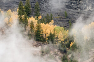 Aspens in the Mist VIII