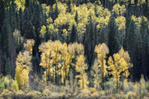 Backlit Aspens