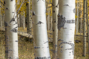 Glowing Aspens