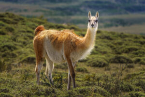 Guanaco