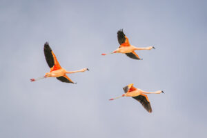 Chilean Flamingoes