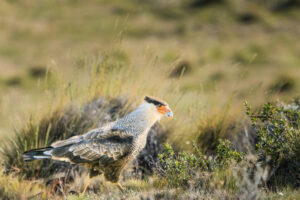 Caracara On A MIssion