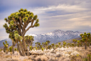 Joshua Trees