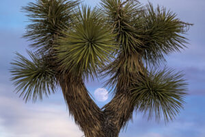 Moon Over Joshua Tree